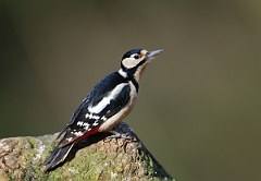 David Plant Photography - Wildlife Photographer - Great spotted woodpecker - D